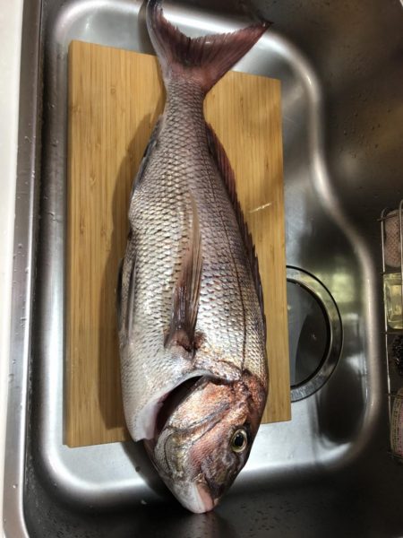 伊勢湾ジギング